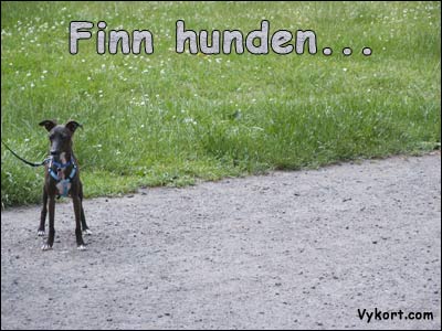 Finn hunden