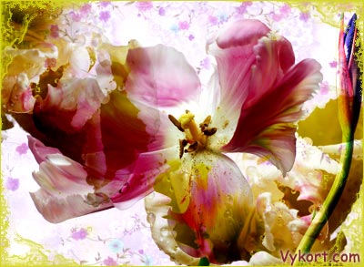 Blommor