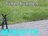 Finn hunden